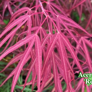 Acer palmatum 'Red Spider' 