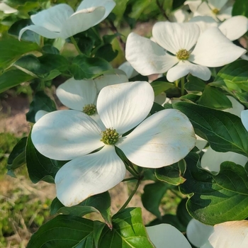 Cornus kousa 'Snow Tower' PPAF