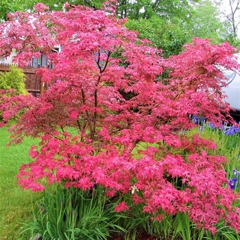 Acer palmatum 'Gwen's Rose Delight' 