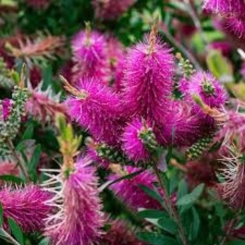 Callistemon citrinus 'Jeffers' 