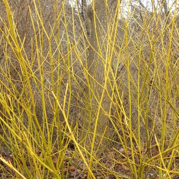 Cornus sericea 'Bud's Yellow' 