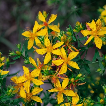 Hypericum perforatum