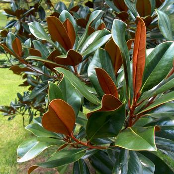 Magnolia grandiflora 'D.D. Blanchard' 