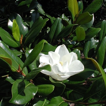 Magnolia grandiflora 'Edith Bogue'