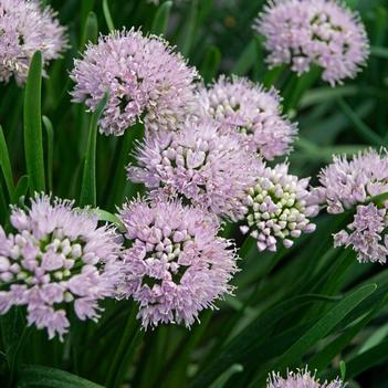 Allium 'MGsmmpkb13' PP29700P3