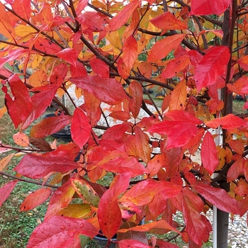 Nyssa sylvatica 'The James' PP29473