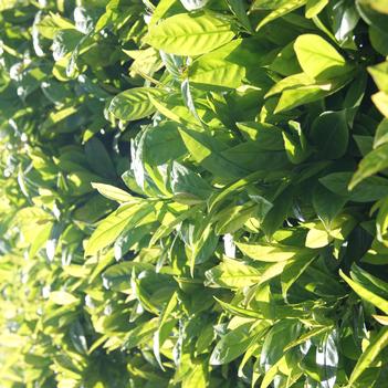 Prunus laurocerasus 'Jong3' 