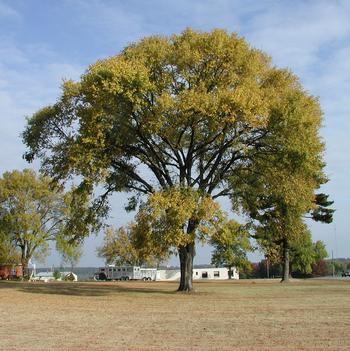 Ulmus americana 'Princeton' 