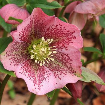 Helleborus orientalis