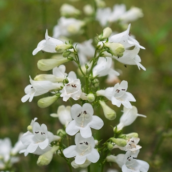 Penstemon digitalis