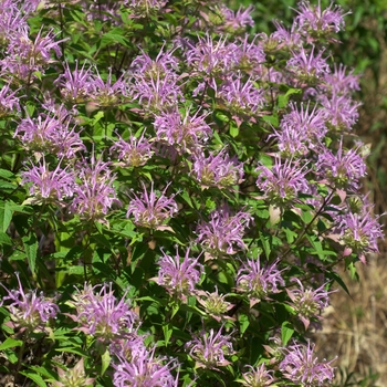 Monarda fistulosa