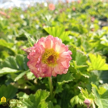 Geum 'Mai Tai' PP22433