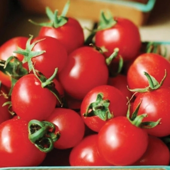 Solanum lycopersicon 'Large Red Cherry'
