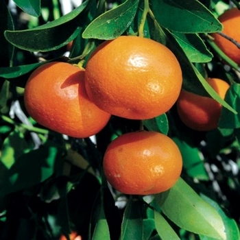 Citrus reticulata 'Owari'