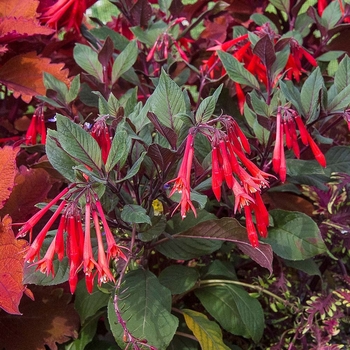 Fuchsia 'Gartenmeister Bonstedt' 