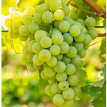 Vitis vinifera 'Chardonnay' 