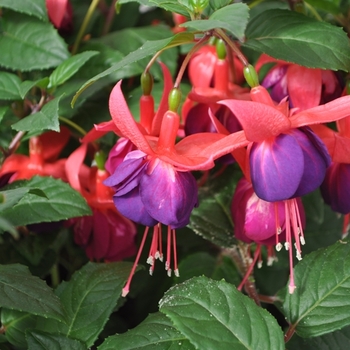 Fuchsia magellanica 'Upright Rose & Purple' PP23764P3