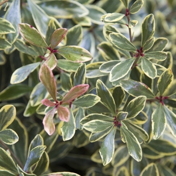 Ternstroemia gymnanthera 'WMN-01' 