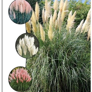 Cortaderia selloana