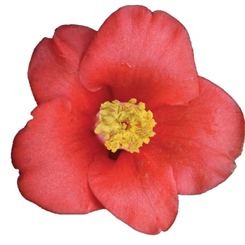 Camellia japonica 'Nuccio's Cameo' 