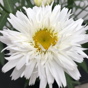 Leucanthemum maximum 'Rebecca' PPAF