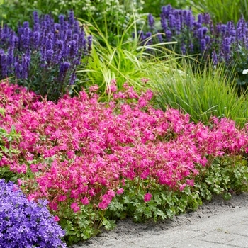 Geranium x cantabrigiense 'Intense'