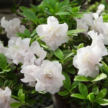 Rhododendron Linwood hybrid 'Hardy Gardenia'
