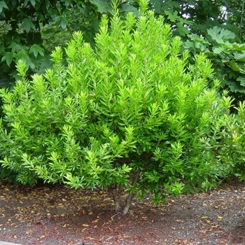 Myrica cerifera 'Don's Dwarf' 