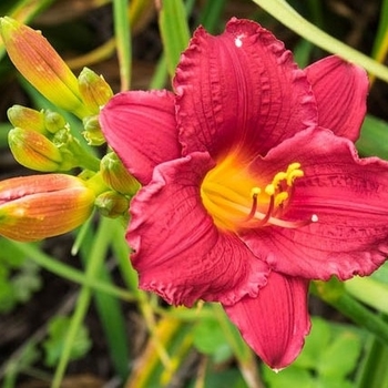 Hemerocallis 'Little Business' 