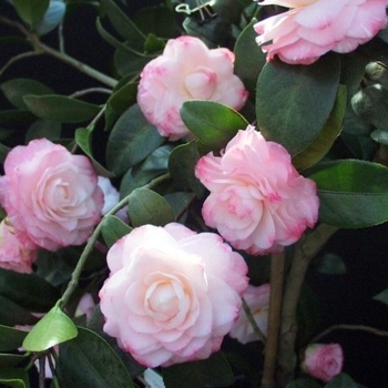 Camellia japonica 'Grace Albritton'