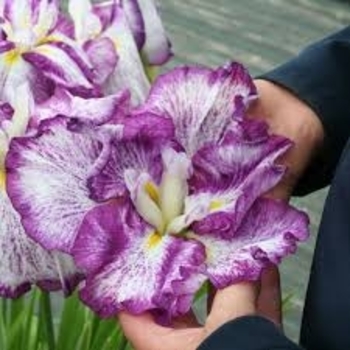 Iris ensata 'Harlequinesque' USPP22062P3