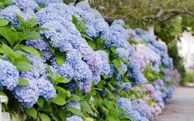 Hydrangea macrophylla 'All Summer Beauty'