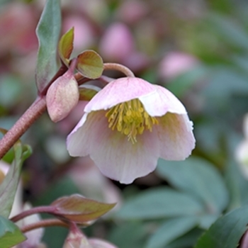 Helleborus x sahinii 'Winterbells' 