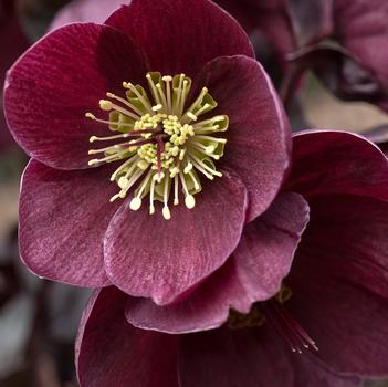 Helleborus 'Ice 'n Roses&reg; Barolo (Dark Wine)' PPAF