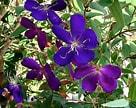 Tibouchina 'Multiple Varieties'