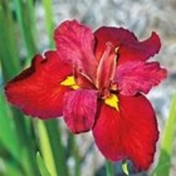 Iris 'Ann Chowning' 