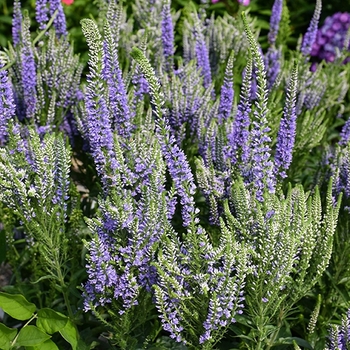 Veronica 'Baby Bloomer Blue' 