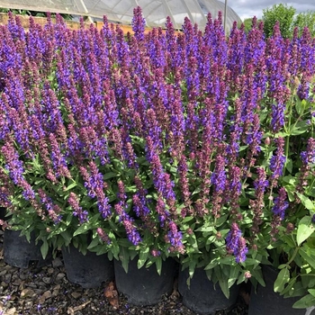 Salvia nemorosa 'Blue' PP 25,134