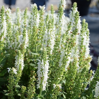 Salvia nemorosa 'White' 26,206