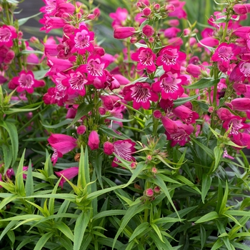 Penstemon 'TNPENHM' USPP27315P3