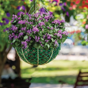 Lamium maculatum 'Dark Purple' PP12080P2