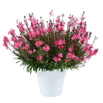 Gaura lindheimeri 'Blush White' PP20273P3