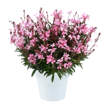 Gaura lindheimeri 'Blush Pink' USPP14581P3