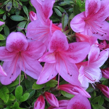 Rhododendron 'Red Slipper' 