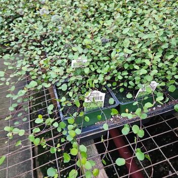 Muehlenbeckia complexa