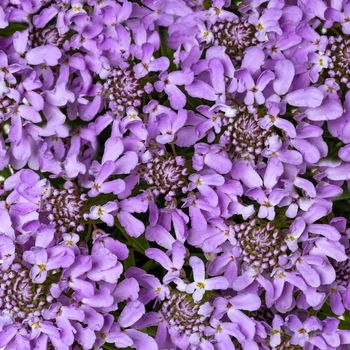 Iberis 'First Flush&reg; Lavender' PP28,904