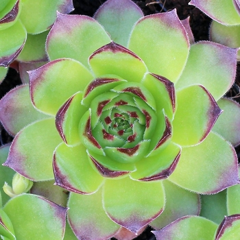 Sempervivum 'Pluto' 