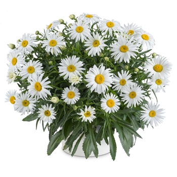 Leucanthemum 'Lucille™ Chic' USPP20463P3