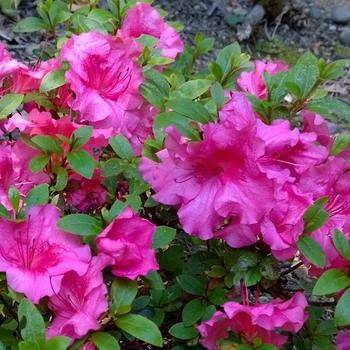 Rhododendron Satsuki hybrid 'Higasa' 