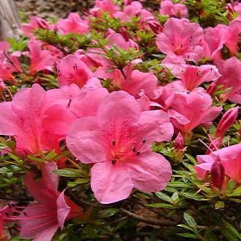 Rhododendron Satsuki Hybrid 'Chinzan' 